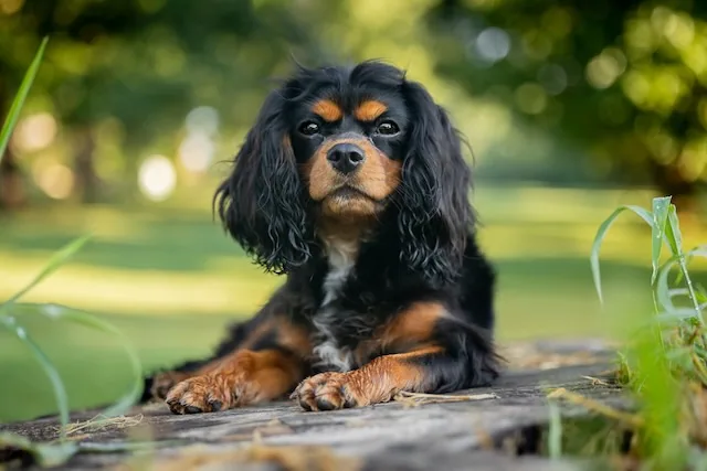 A black and tan Cavalier King Charles Spaniel resting outdoors