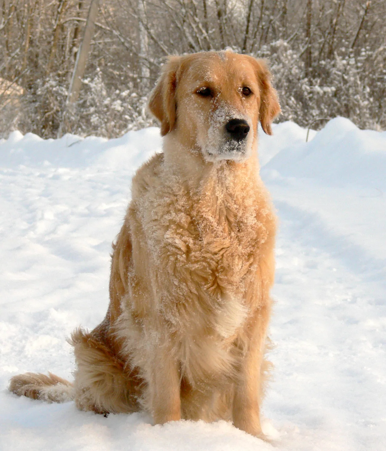 A Golden Retriever sitting in snow
